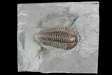 Large, , Prone Flexicalymene Trilobite - Ohio #84587-2